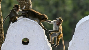 Monkey business: Sri Lanka considers macaque sales to China