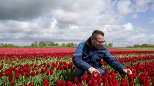 Climate change, Brexit threaten to wilt Dutch tulips