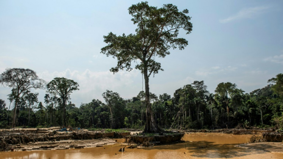 Perú perdió casi 138.000 hectáreas de bosques amazónicos en 2021