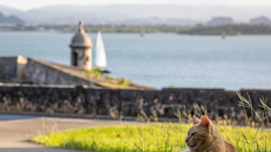 Ativistas lutam contra remoção de gatos de rua em Porto Rico