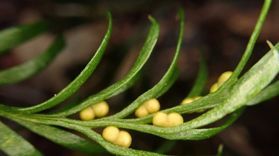 'Innocuous-looking' fern wins world record for largest genome