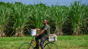 Falta de mano de obra obliga a empresa azucarera en Cuba a contratar presos