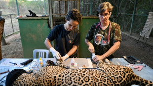 Brazil vets heal burns of jaguar burned in Pantanal fire