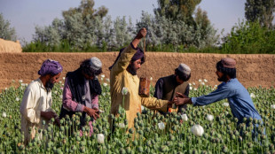 Taliban-Chef ordnet Verbot von Mohn-Anbau an