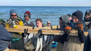 Un crâne fossile de baleine vieux de 12 millions d'années découvert dans l'Etat américain du Maryland