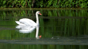 Unbekannte wildern Schwan an Moselufer in Rheinland-Pfalz