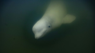 La bahía de Hudson en Canadá, refugio estival para miles de belugas