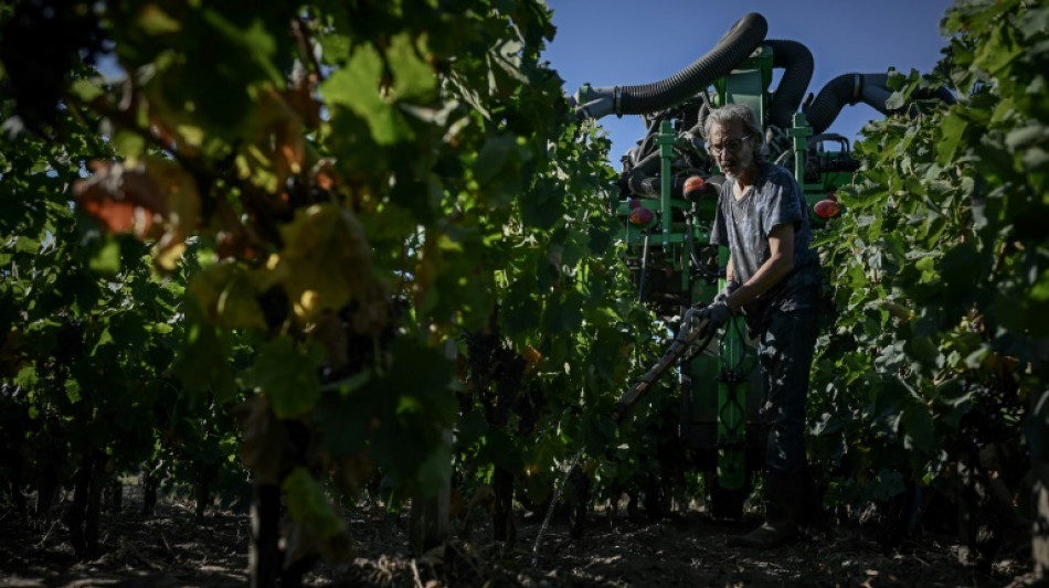 Dans le Bordelais, l'irrigation au secours des jeunes vignes