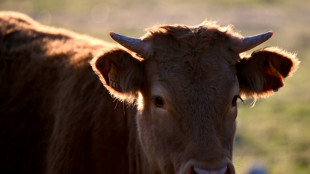 China agrees to lift ban on Spanish beef imports