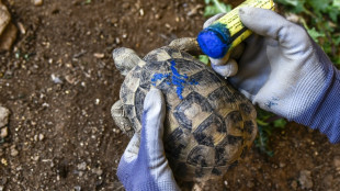 En Grèce, brûlées ou blessées dans les incendies, des tortues se refont une santé