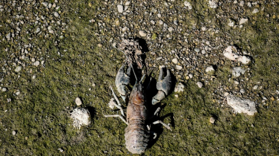 Alerte à la chaleur en Angleterre, les restrictions sur la consommation d'eau s'étendent