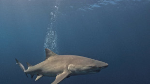 Egypte: un touriste italien tué par un requin en mer Rouge