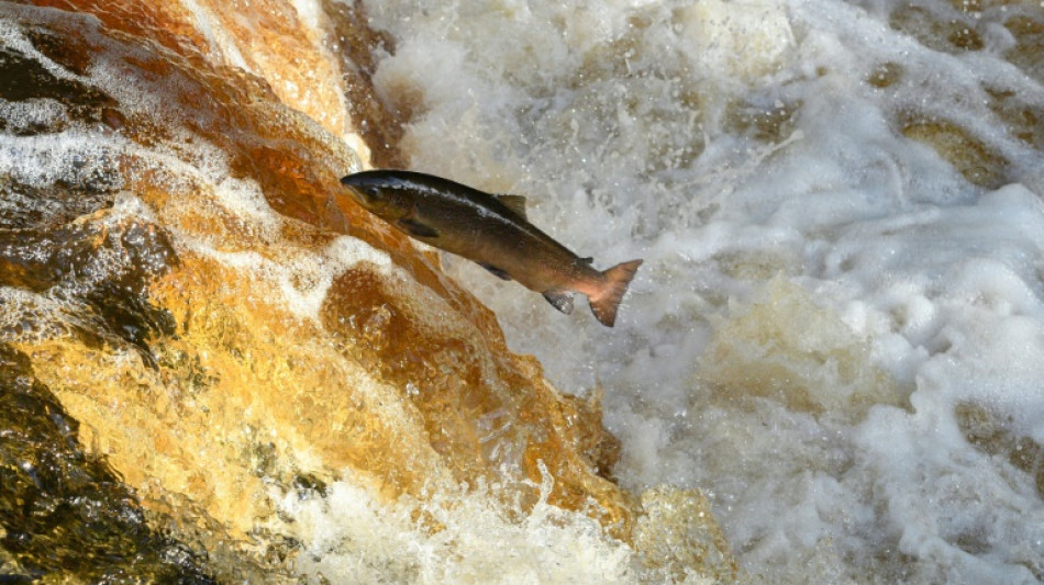 La población de salmones en Inglaterra, en mínimos históricos, según un estudio