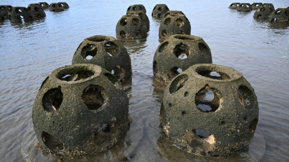 To save California coasts, scientists turn to the humble oyster