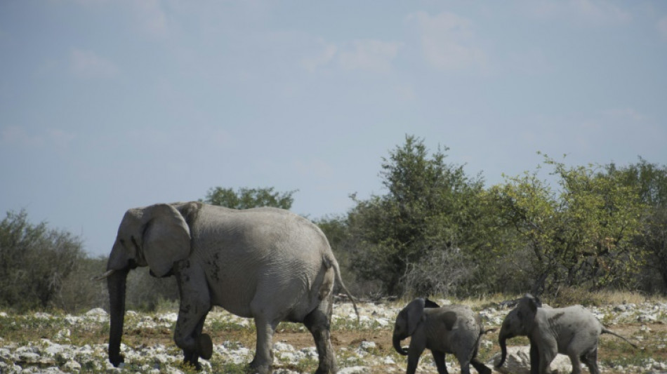 Namibia's drought cull of more than 700 wildlife under way