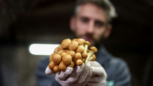 A Bruxelles, de la bière et du pain pour faire pousser les champignons