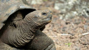 Ermittlungen wegen mutmaßlicher Jagd auf Riesenschildkröten auf Galápagos-Inseln