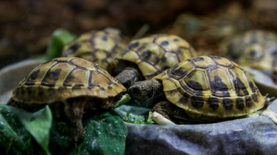 Corsica tycoon convicted for harming tortoises during construction