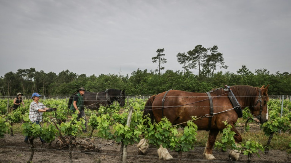 En Gironde, une école accompagne le retour du cheval dans les vignes