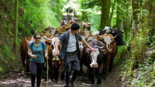 La pratique ancestrale de la transhumance renaît dans les Vosges