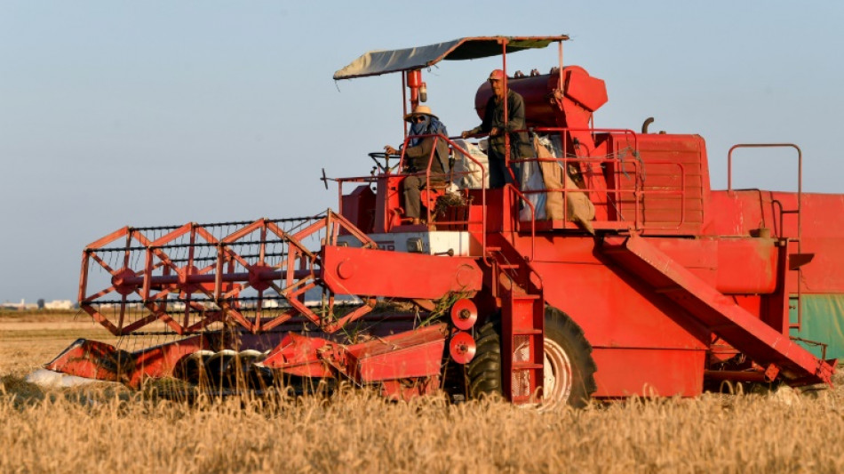 Tunisia struggles to grow more wheat as Ukraine war bites