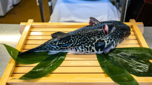 'Lucky tiger': Fukushima fishermen pin hopes on pufferfish