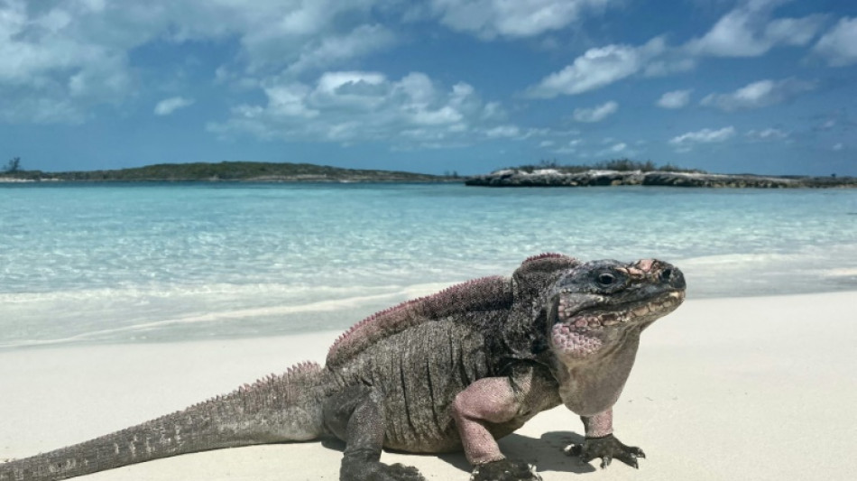 Ecotourism giving rare iguanas a sweet tooth