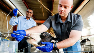 Transformer le microbiote des vaches pour les rendre moins polluantes