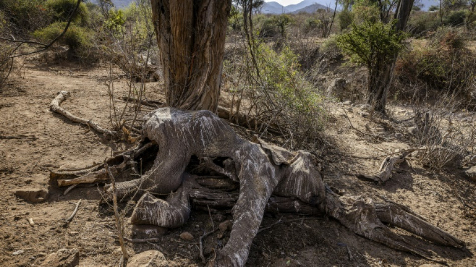 Kenya: plus de 200 éléphants morts en 9 mois à cause de la sécheresse