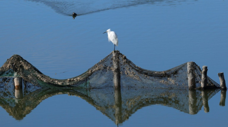 Réchauffement climatiques, activités humaines... les oiseaux migrateurs désertent le ciel albanais