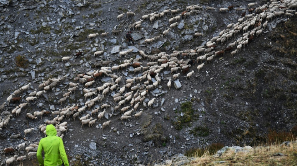 Le gouvernement finalise le Plan loup avec des règles de tirs assouplies