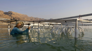 Le sel de la terre: les sculptures d'une artiste israélienne à la mer Morte