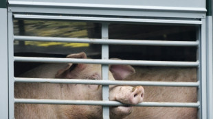 Einsatz von Antibiotika in der Tiermedizin 2021 um 14,3 Prozent gesunken