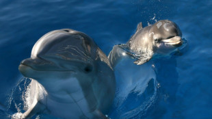 Pee pals: Dolphins use taste of urine to recognize friends