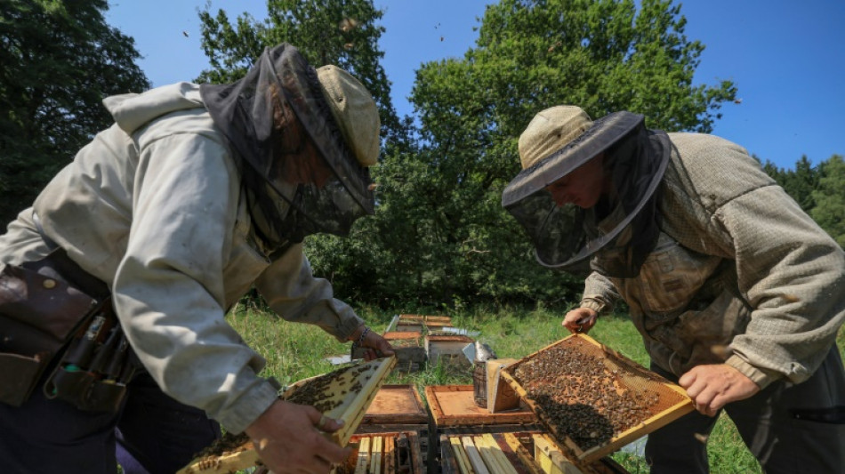 'Bees starving' in disastrous year for French honey 