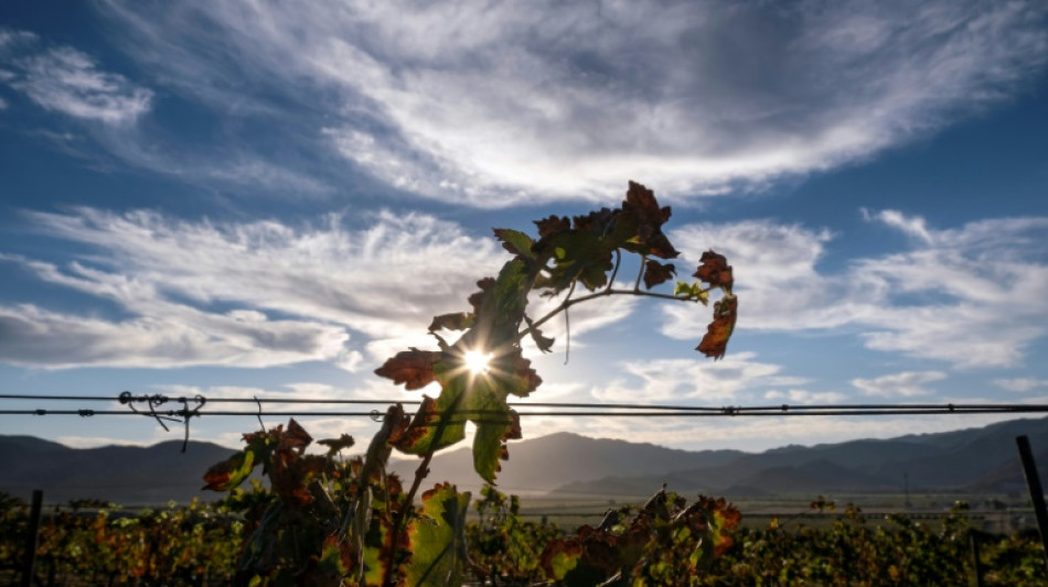 Congreso mundial del vino se celebra en una viña mexicana en crisis