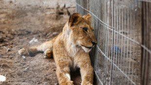 Un guardián de zoológico cuida los animales evacuados de la ciudad gazatí de Rafah