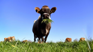 La Nouvelle-Zélande veut taxer les pets de vaches