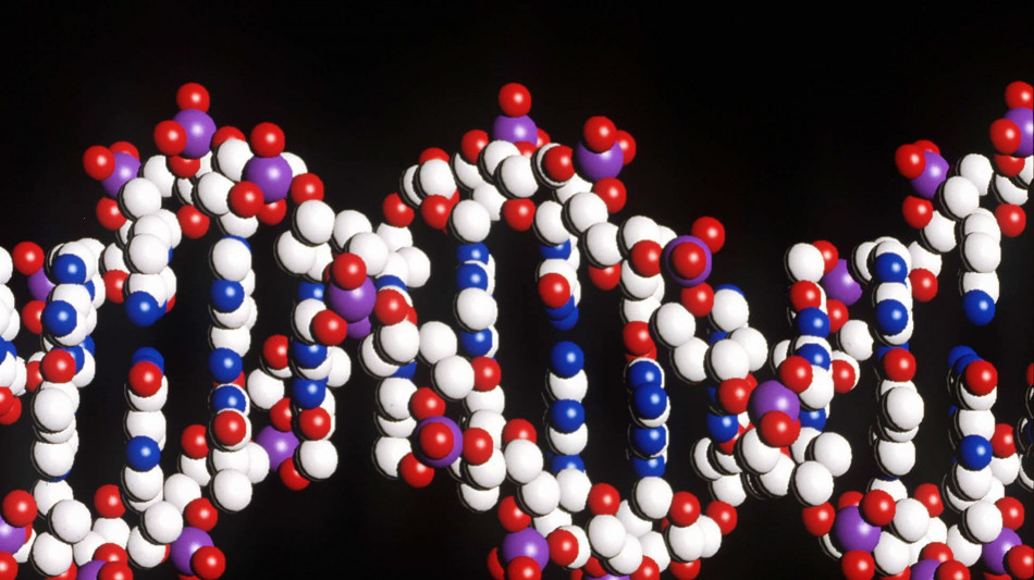 Decodificato il Dna-Cenerentola, apre a nuove terapie anticancro