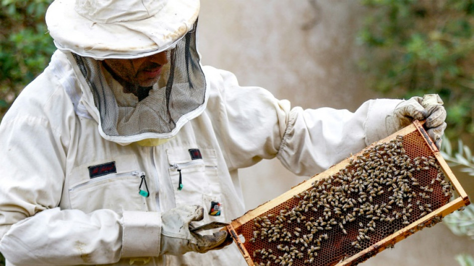 Sweet success: Jordan's beekeepers busy as honey demand soars