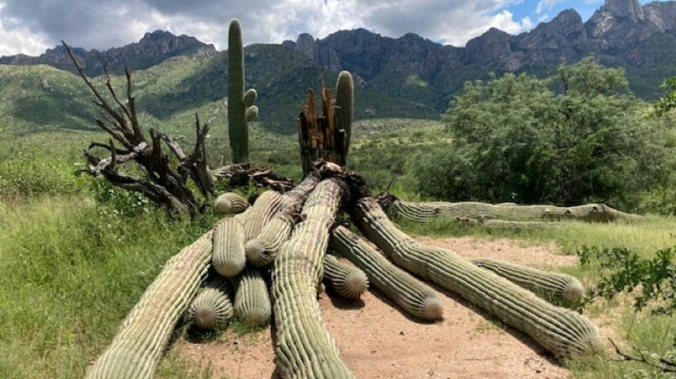 Fuertes lluvias derriban un cactus gigante de 200 años en Arizona