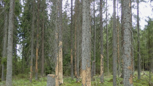 Réchauffement climatique: les insectes ravagent toujours plus au nord les forêts boréales