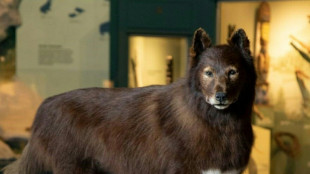 Cent ans après, l'exploit du célèbre chien américain Balto expliqué par son ADN