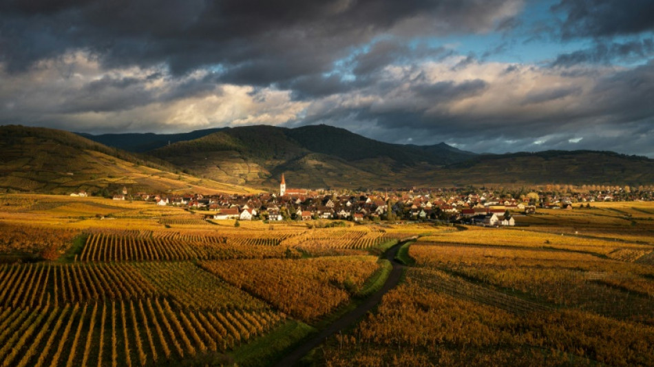 Long and wine-ing road: Alsace celebrates its 'Route des vins'