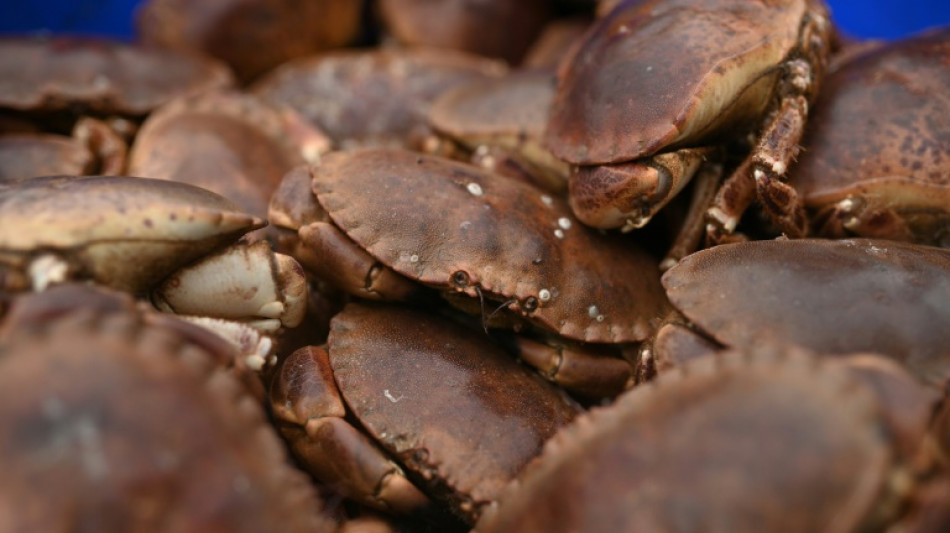 New pathogen likely culprit for mass crab deaths: UK study