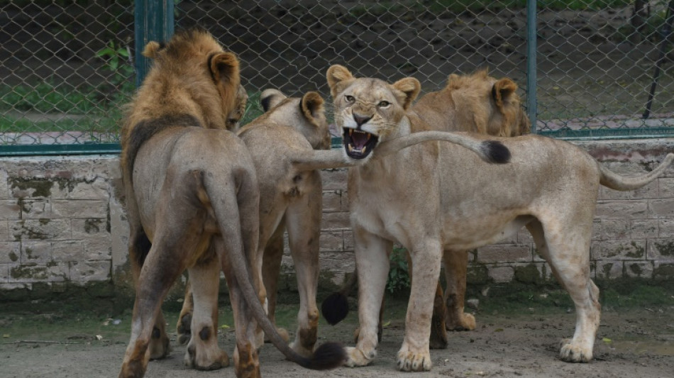 Pakistan: annulation d'une vente aux enchères de lions