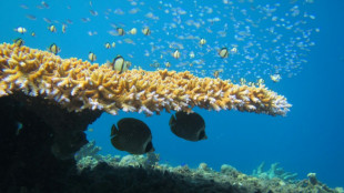 Blanqueamiento de corales causa peleas "innecesarias" entre peces