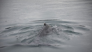 Bretagne: libérée, la baleine coincée dans la Rance fait route vers le large