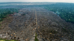 Greenpeace: Deutsche Finanzinstitute investieren stark in waldschädliche Branchen