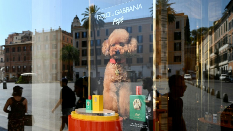 Dolce&Gabbana lanza un perfume para perros a más de 100 dólares